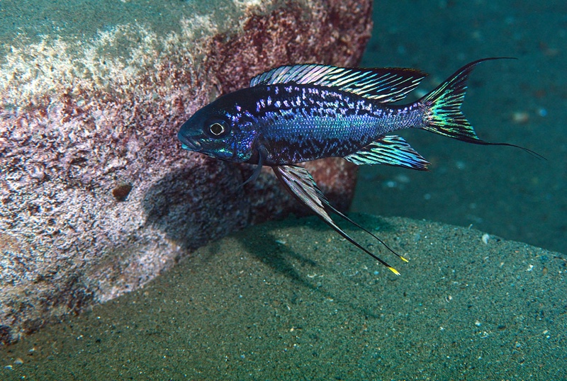 Cyathopharynx sp. 'neon streak' Mkangazi